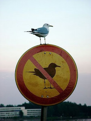 irony_14.jpg